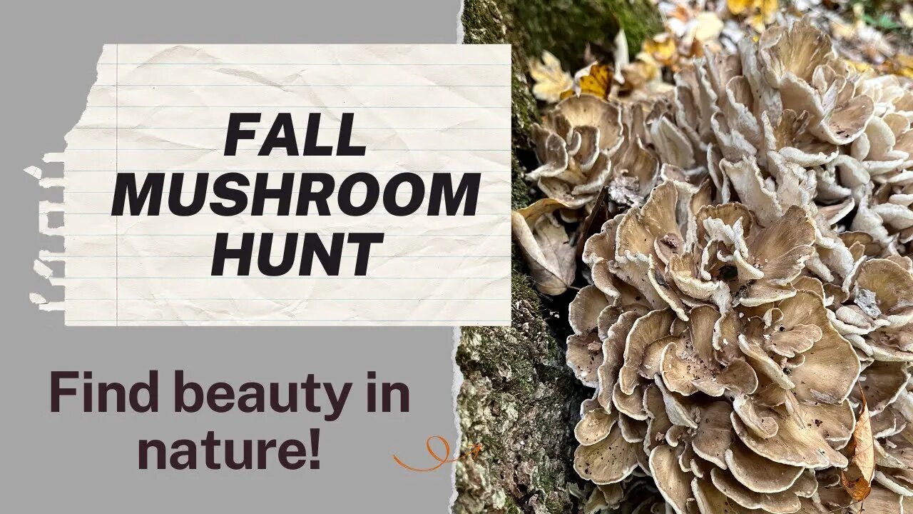 Fall Mushroom Hunt & Nature walk Foraging for Maitake aka Hen of the Woods