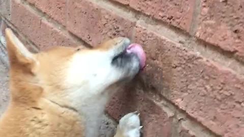 Shiba Inu puppy tries to eat brick wall