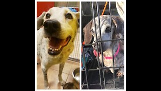 Pet of the week: Bonded senior pair needs forever home