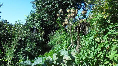 Vlaams Lekker Bos 2023: 160m2 wild voedselbos en voedseltuin - tussenstand 2023-11-06