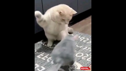 Oh Mai Gode Ruh ran to the cat🙈🤣 Amazing video