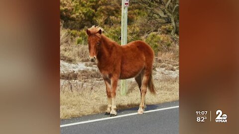 Advocates calling for Assateague Island visitors to slow down after mare hit and killed