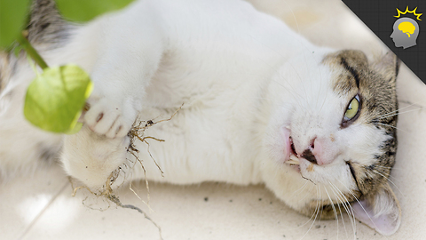 Stuff to Blow Your Mind: Catnip: Feline Psychedelic Freak-out - Science on the Web