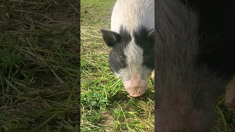 Pig enjoying some grass and weeds (you can hear him munching) #shorts