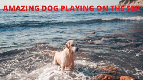 AMAZING DOG PLAYING ON THE WITH FULL OF FUN