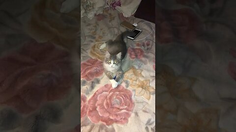 Ну и че снимаешь? #shortvideo #кот #котенок #тим #cat #tim #cats #subscribe #shor #shorts