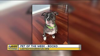 Pet of the Week - Rocko