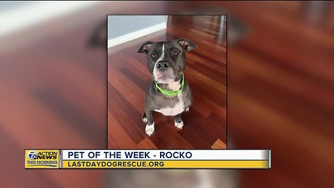 Pet of the Week - Rocko