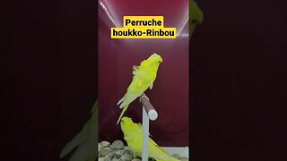 perruche houkko très rare