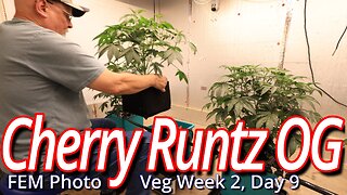 Cherry Runtz OG Veg Work: Spider Farmer SE7000 Flower Room Update