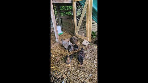 wyndotte chick's at 3 months