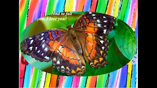 The caterpillar takes one year to become a beautiful butterfly... I love you! [Quotes and Poems]