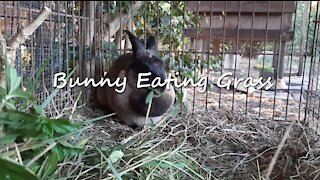 Adorable Bunny Eating Fresh Grass