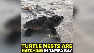 Turtle nests are hatching in Tampa Bay | Taste and See Tampa Bay