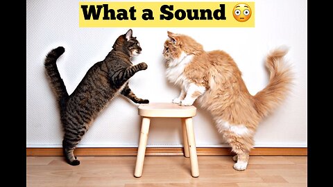 Cats Fighting with sound - Exclusive Video (Play with full sound)