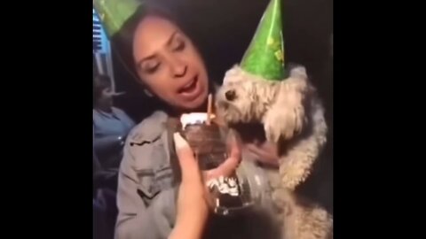 DOG GETS CAKE TO THE FACE ON HIS BIRTHDAY (FUNNY)