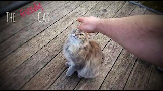 The Friendly Cat