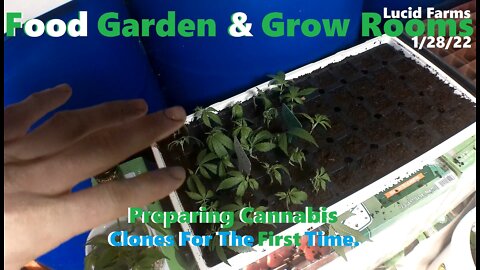 Preparing Cannabis Clones For The First Time. 1/28/22 Food Garden & Grow Rooms.