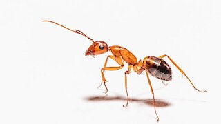 What If Ants Were the Size of Elephants?