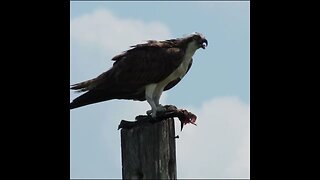 osprey