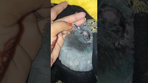 😢 कबूतर 🕊️ कुछ नहीं खा रहा है। #shorts #kabutar #pigeon #viral #viralvideo