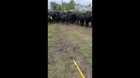 Almost zap a bull at a round up