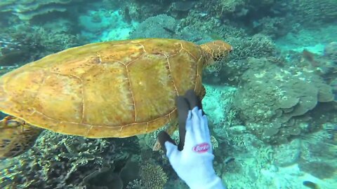 Coral reef Bliss with turtles Time to get going