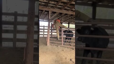 Sorting bulls can put you in the danger zone! #bull #cattle #farm #ranch #ranchlife #cowboys #cowboy