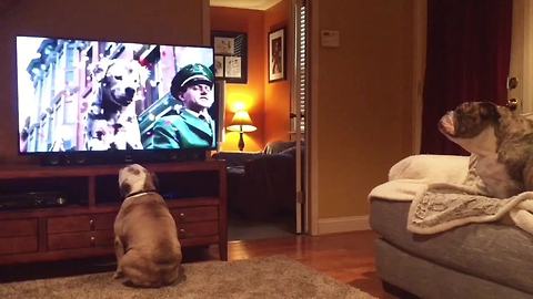 Bulldogs incredibly cheer on stray canine in Budweiser commercial