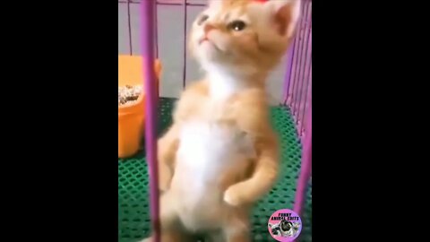 Funniest Cats And Dogs Videos - Best Funny Animal Videos 2022 #shorts