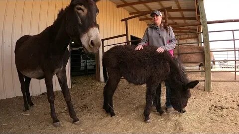 Donkey | Mom and baby donkey rescued from slaughter, living their best lives - Donkey Update Part 2