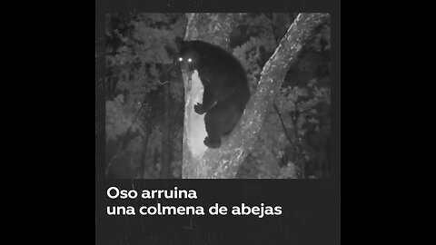 Oso intenta robar la miel de una colmena de abejas