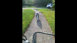 Fafner the Schnauzer goes for bike ride