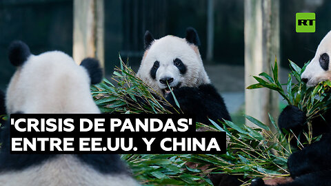 'Crisis de pandas' entre EE.UU. y China: otros tres regresan a casa desde Washington