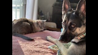 German Shepherd Dog Throws a Temper Tantrum #Shorts