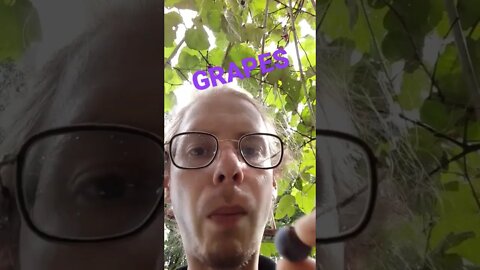 Grape Garden #sfmcollective #shorts #grapes #eat #health