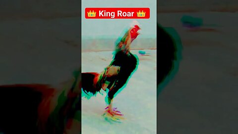 🔥 King Aseel Roar 🔥 [Aseel Murga] #shorts #youtubeshorts #aseel #king #roar #trending #viral