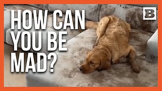 Muddy Mayhem: Doggo Turns Couch into "Mud Pit" During Owners' Work Meetings