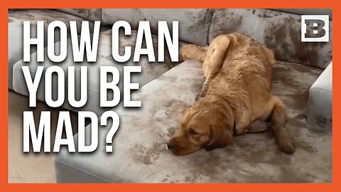 Muddy Mayhem: Doggo Turns Couch into "Mud Pit" During Owners' Work Meetings