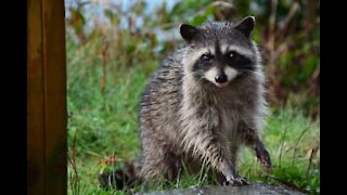 Un adorable raton-laveur s’approche d’un policier pour un brownie