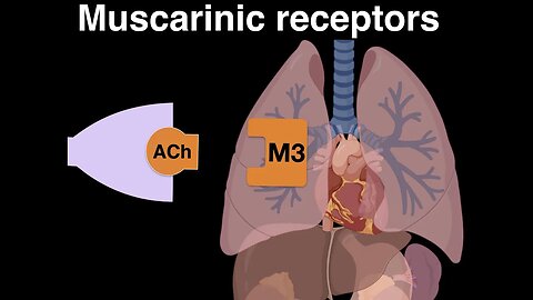 Muscarinic cholinergic receptors