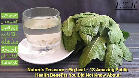 One of nature's treasures _ fig leaf tea _ 13 amazing public health benefits you didn't know about