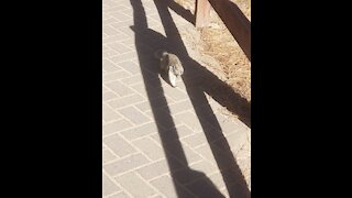 Squirrel enjoying life