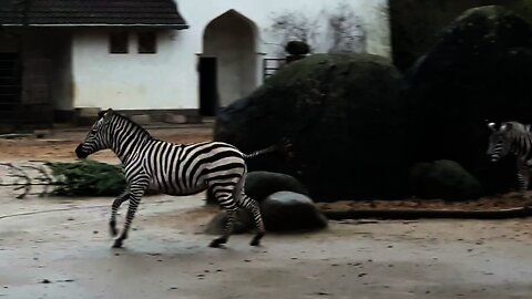 Zebras 🦓 running around at Zoo Berlin 🦓