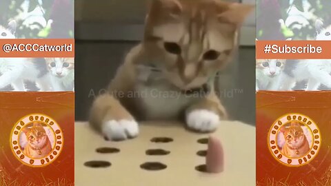 Funny Cats! 😹 When Things Just Won’t Stop ‘Popping Up’ In Your Life 😹 (#|151) #Clips