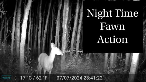 Night Time Fawn Action