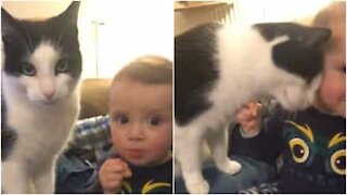 Gatto adorabile chiede le coccole al bambino