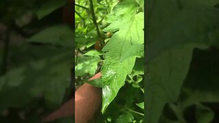 Tomatoes Ripening🍅🍅🍅🍅