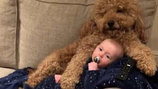 Cão cria amizade única com bebê de 6 meses