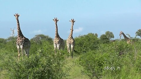 SOUTH AFRICA giraffes, Kruger national park (hd-video)-13